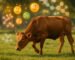 Optimizing Livestock Growth Through Balanced Nutrition