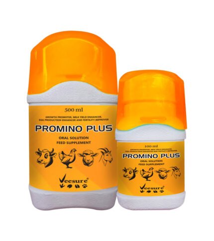 Promino Plus